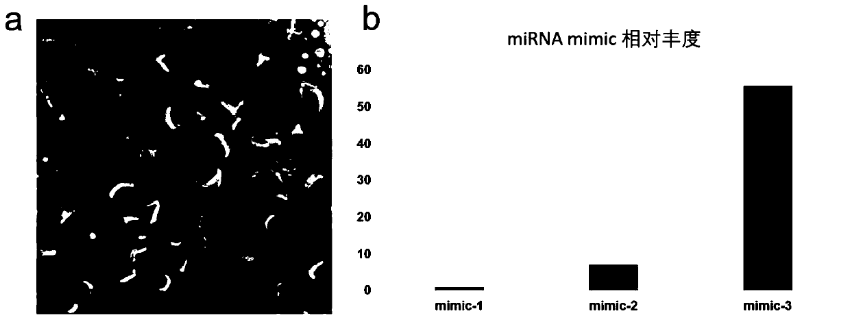 Artificial liposome containing miRNA mimic and preparation method and application thereof