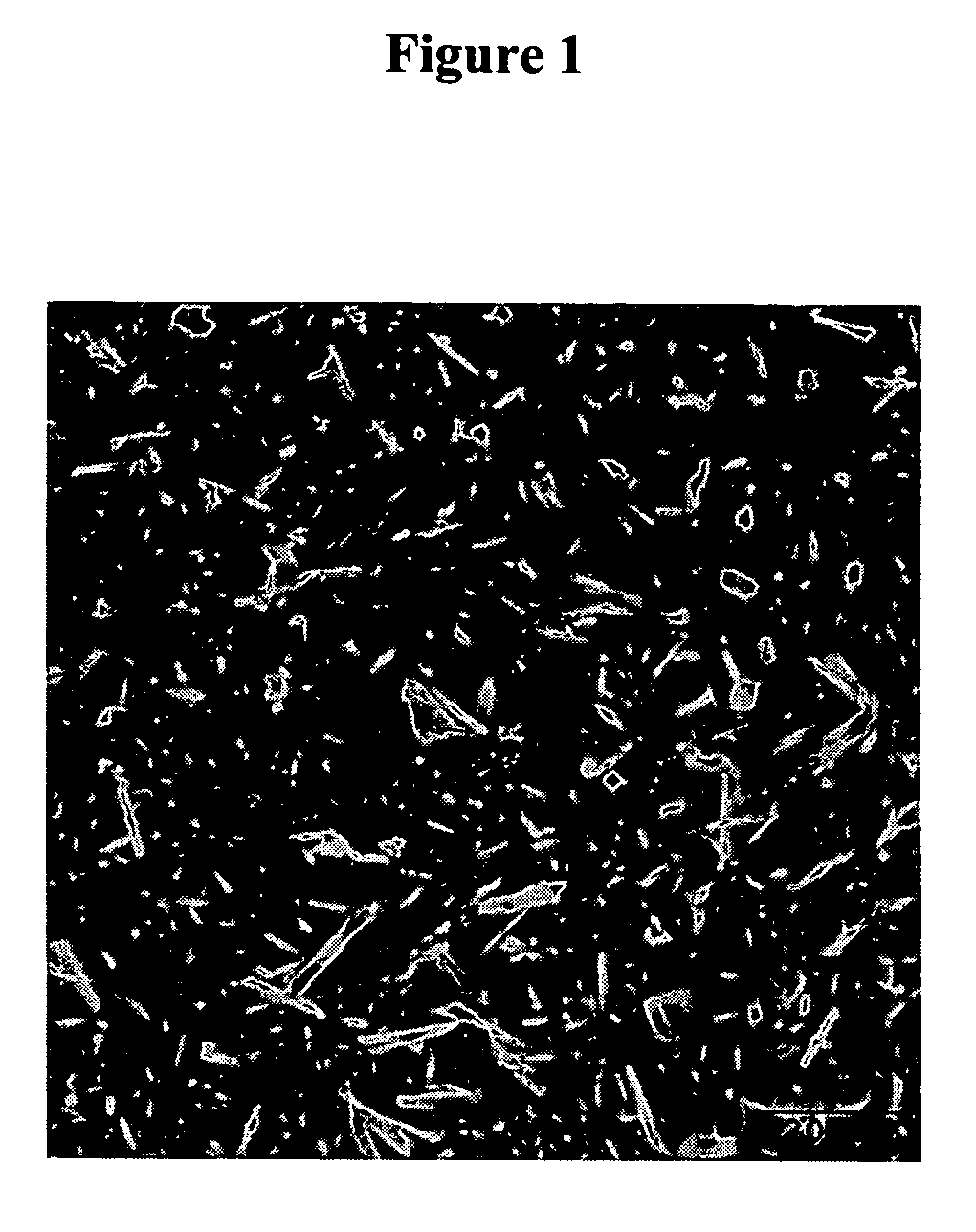 Tough cordierite glass-ceramics