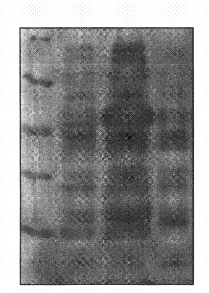 Recombinant small ubiquitin-related modifier (SUMO) protease and preparation method as well as application thereof