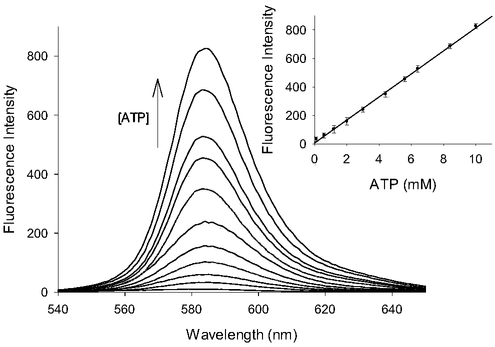 Preparation and Application of ATP Fluorescent Probe for Positioning Mitochondria