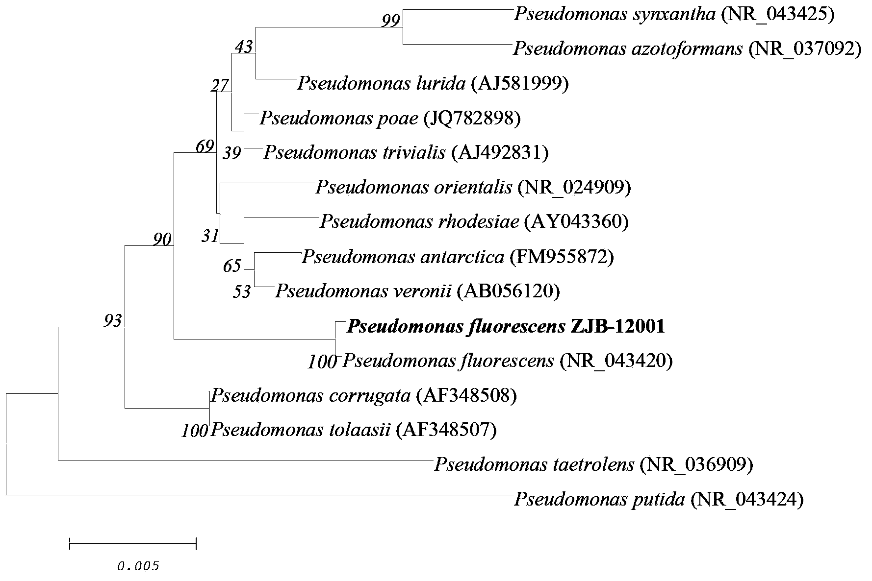 Pseudomonas fluorescent and application thereof in biosynthesizing methionine