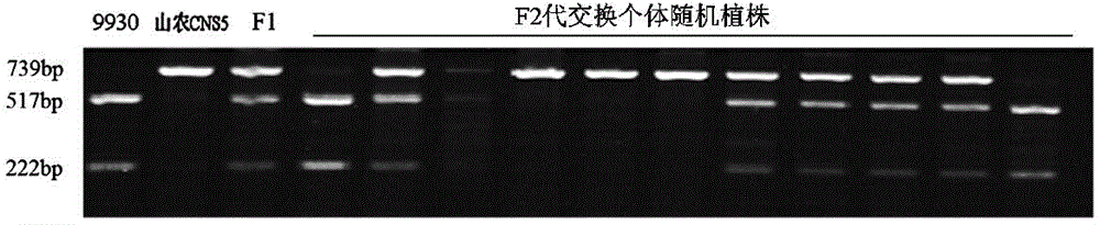 Molecular marker for rapidly identifying density of spines of cucumber line, identification method and application