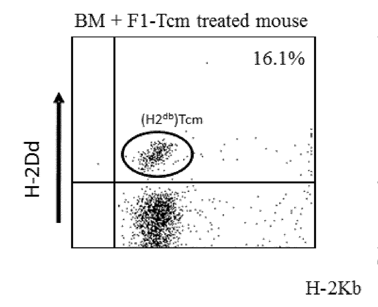 Genetically modified Anti-third party central memory t cells and use of same in immunotherapy