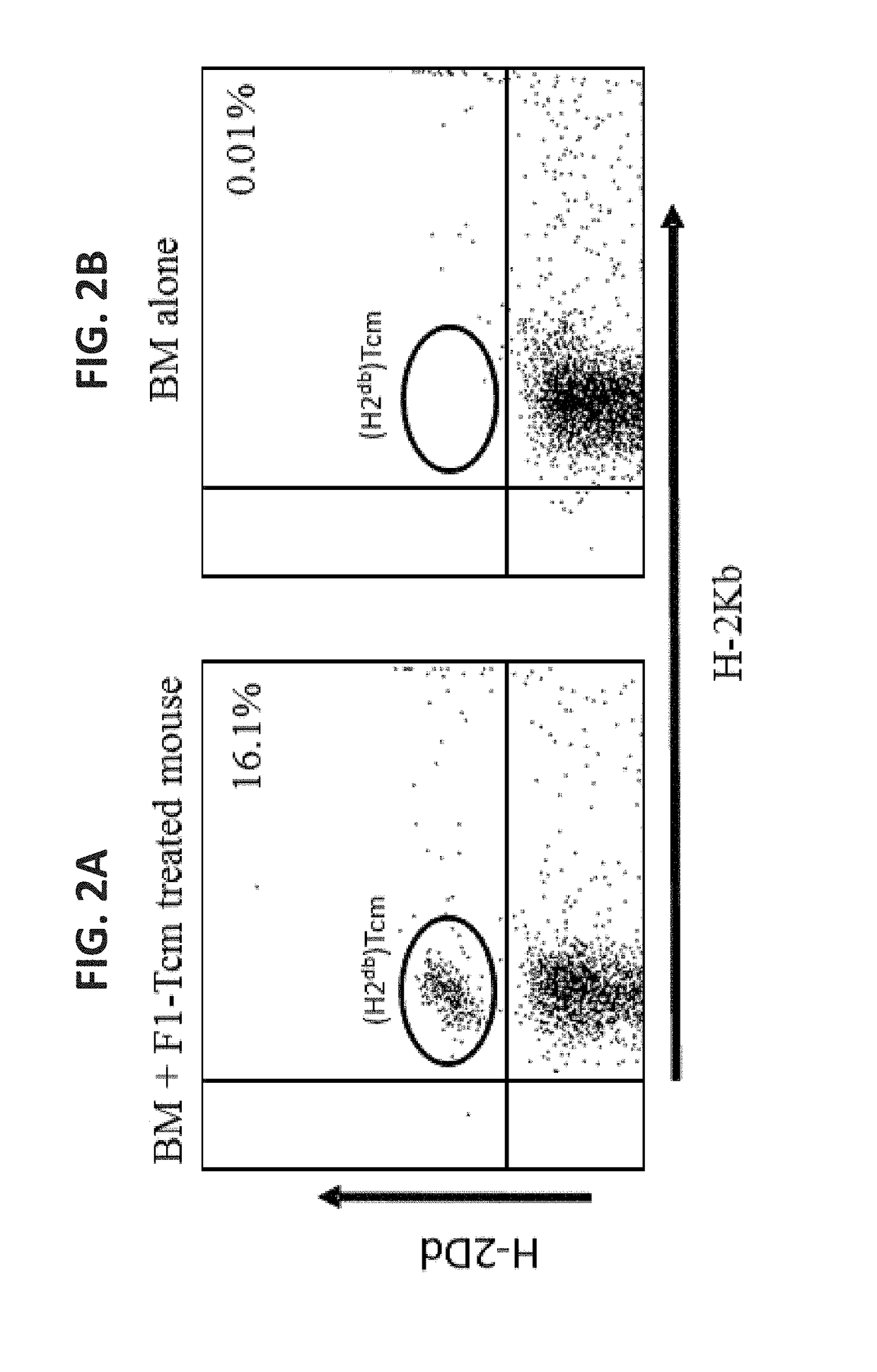 Genetically modified Anti-third party central memory t cells and use of same in immunotherapy