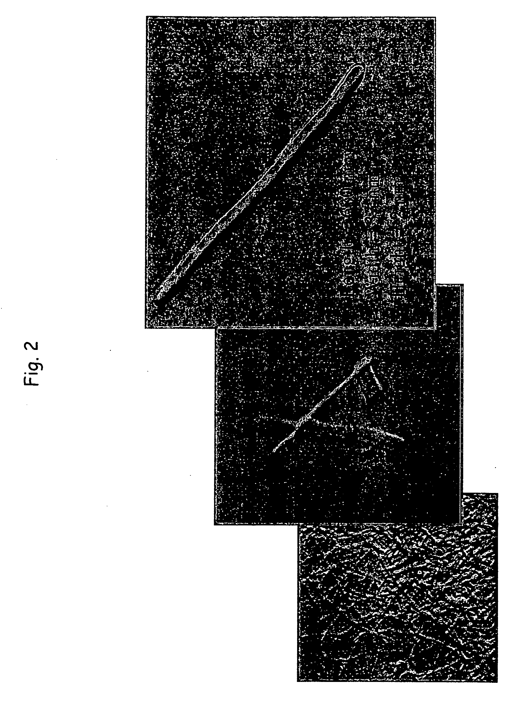 Use of repeat sequence protein polymers in personal care compositions