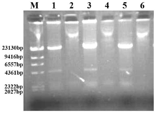 Recombinant adenovirus for expressing porcine circovirus type-3 ORF2 gene and preparation method and application of recombinant adenovirus