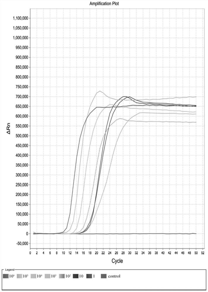 Lamp primer set, kit and rapid detection method for detecting Enterobacter cloacae