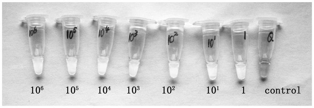 Lamp primer set, kit and rapid detection method for detecting Enterobacter cloacae