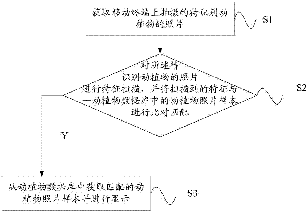 Animal/plant identification method and system for mobile terminal