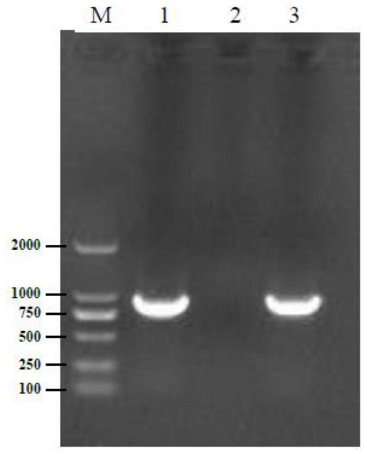 A kind of mycoplasma hyopneumoniae and its application in the preparation of inactivated vaccine