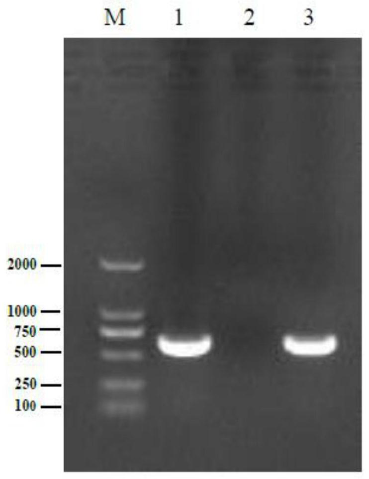 A kind of mycoplasma hyopneumoniae and its application in the preparation of inactivated vaccine
