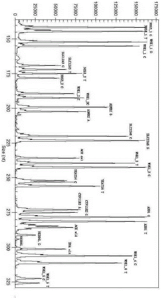 Primer composition and multiple-gene detection kit for guiding administration of thiazine diuresis drugs and application method thereof