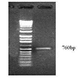 Recombinant adeno-associated virus expressing BDNF-HA2TAT, and construction method thereof