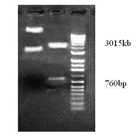 Recombinant adeno-associated virus expressing BDNF-HA2TAT, and construction method thereof