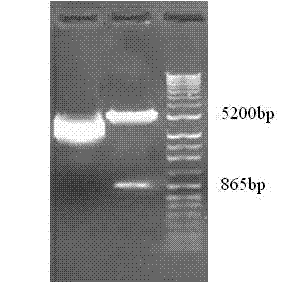 Recombinant adeno-associated virus expressing BDNF-HA2TAT, and construction method thereof