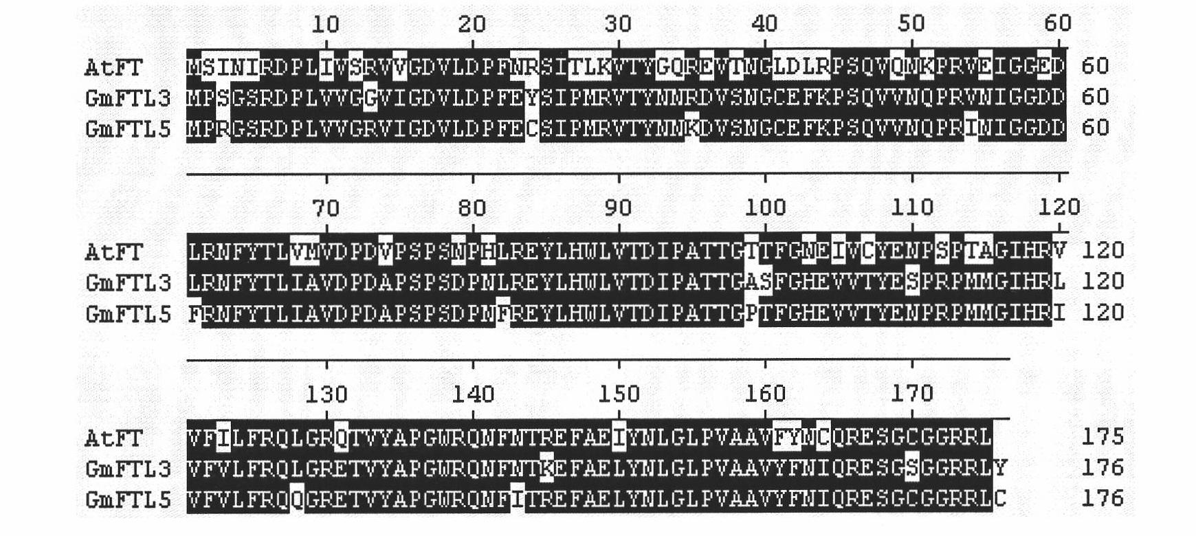 Soybean GmFTL3 protein and soybean GmFTL5 protein as well as applications thereof