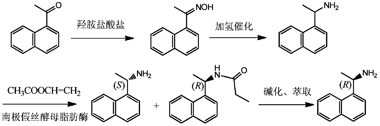 A method for enzymatic resolution and preparation of (s)-1-(1-naphthyl)ethylamine