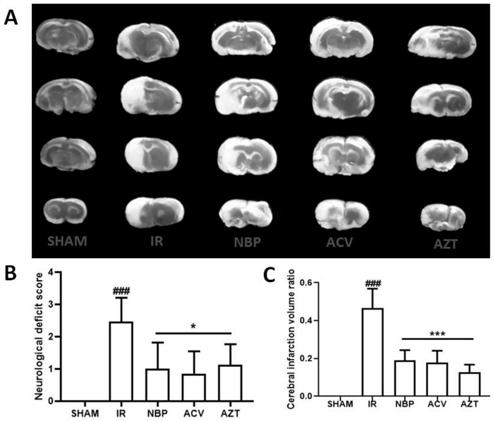 Application of a class of nucleoside analogs in the preparation of drugs for preventing and/or treating cerebrovascular diseases