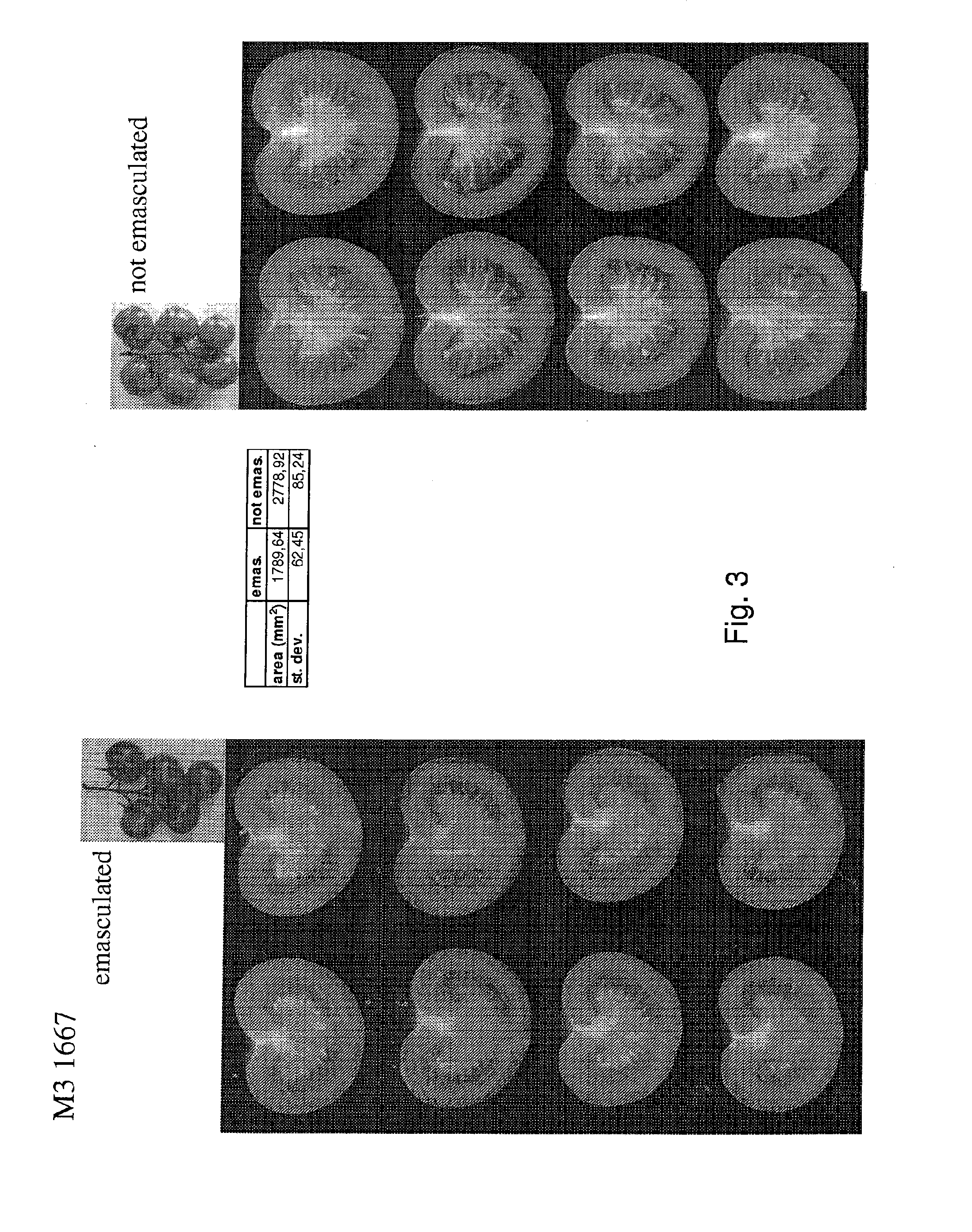 Fertilisation independent fruit formation in tomato