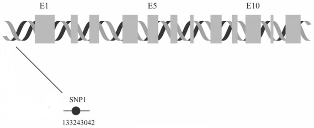 Molecular marker for identifying pig aggressiveness, detection method and application