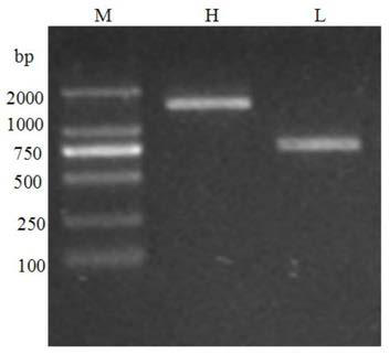 Human-mouse chimeric monoclonal antibody against human von Willebrand factor a3 region and its preparation method and application