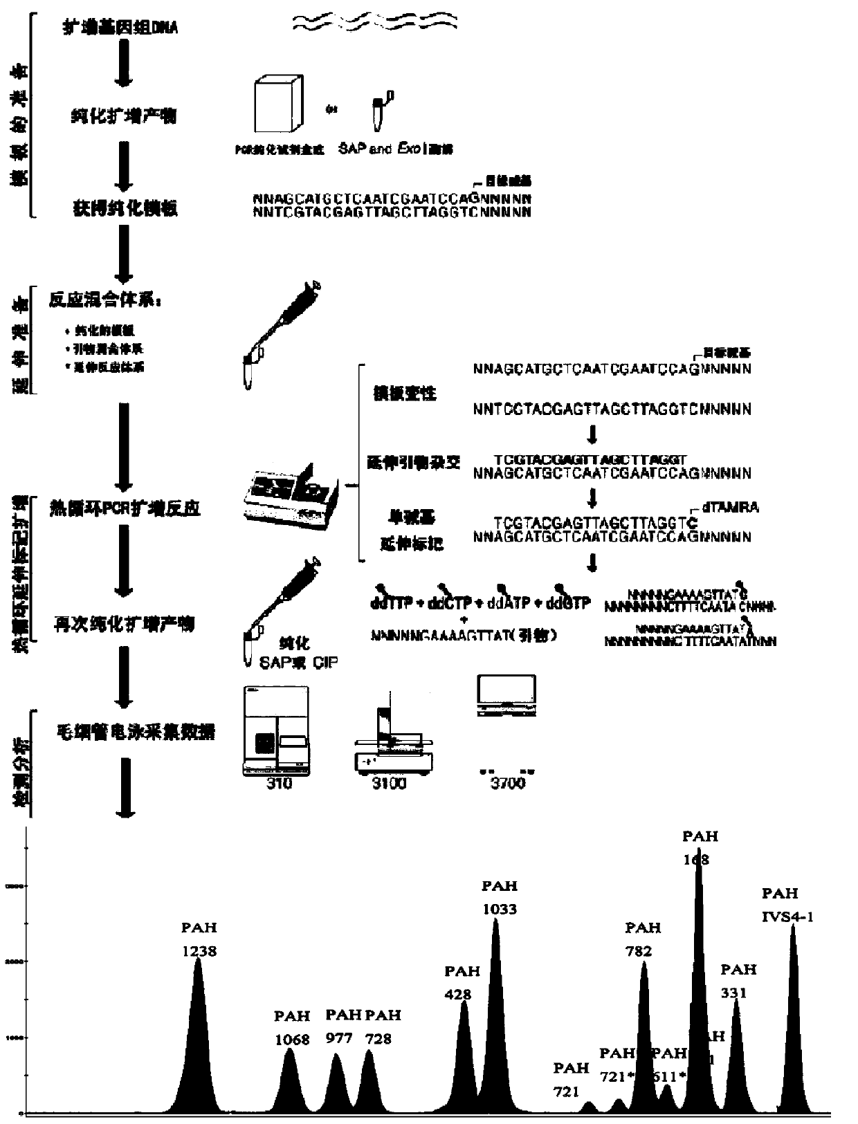 Chinese population phenylketonuria PAH (phenylalanine hydroxylase) gene screening kit