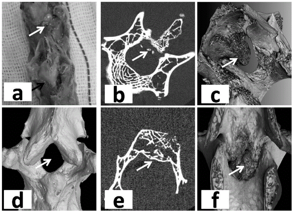 Building method for yellow ligament ossification animal model