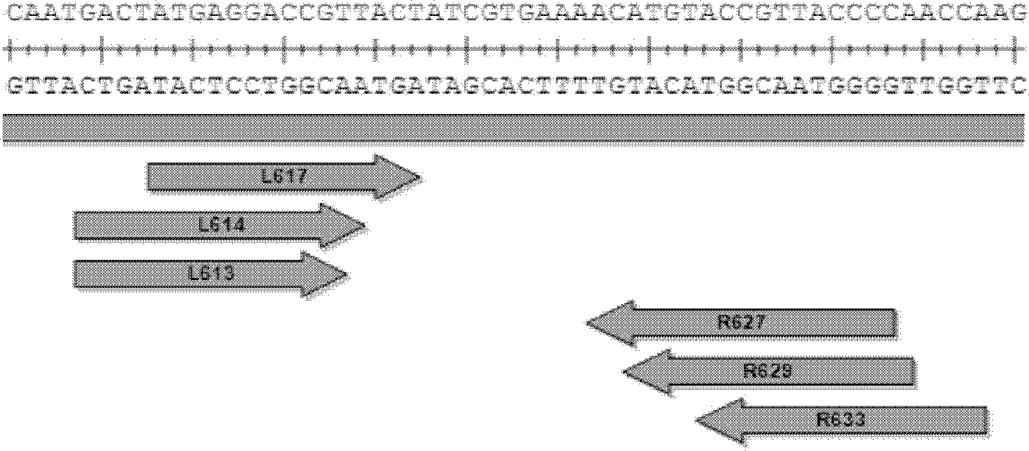 A pair of transcription activator-like effector nucleases and coding engines as well as application thereof