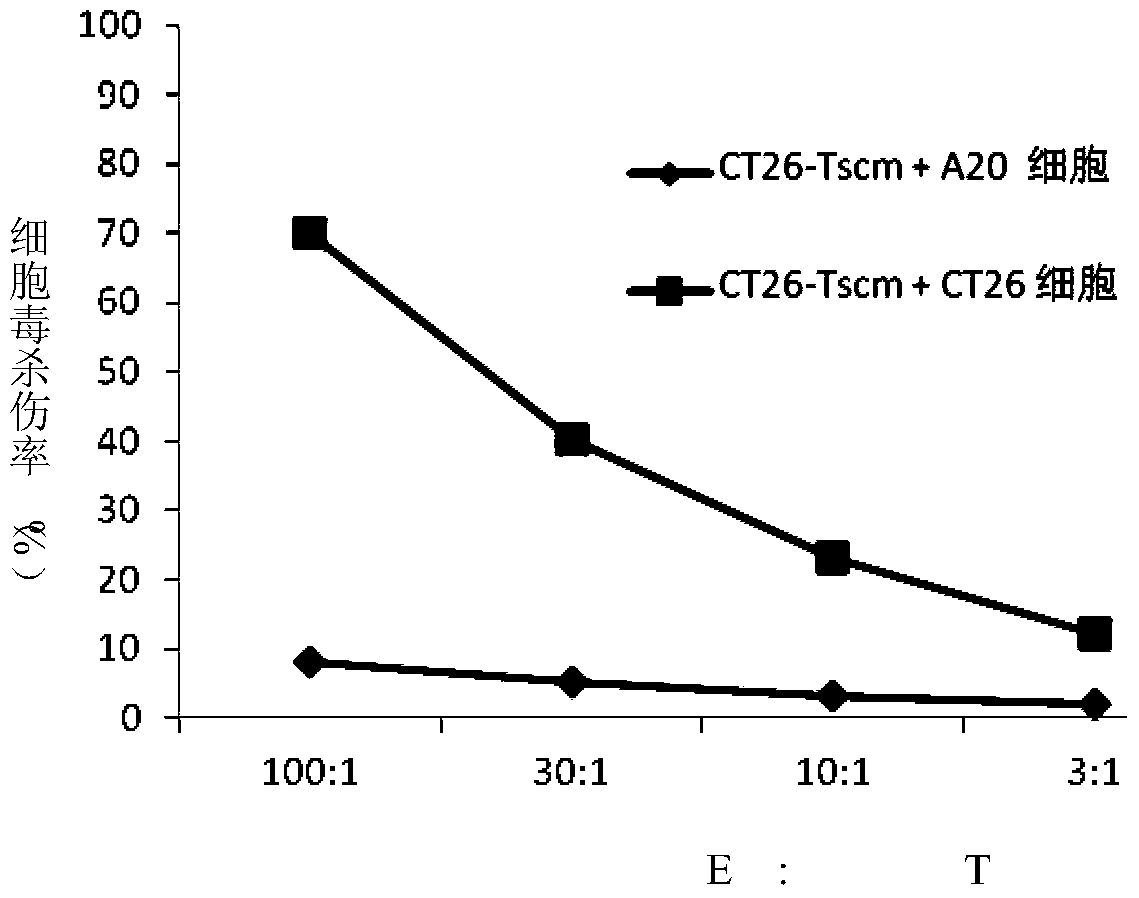 A method for preparing tumor antigen-specific CD8+ stem cell-like memory T lymphocytes in vitro