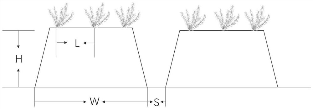 Large-scale seedling cultivation method for Monochasma savatieri Franch. ex Maxim.