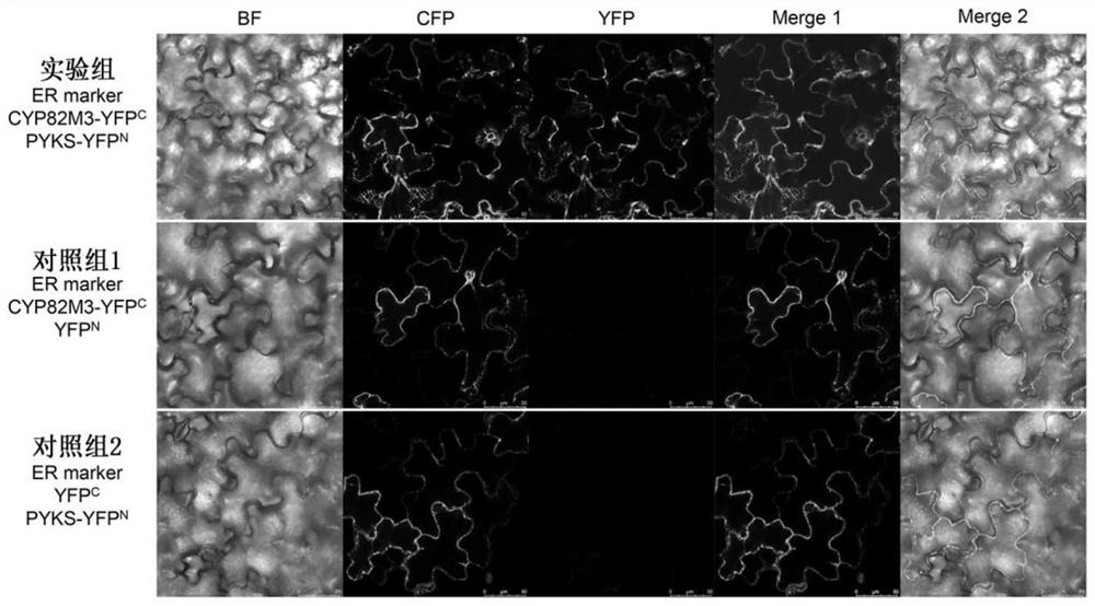 Tropinone biosynthesis fusion protein and its application and method