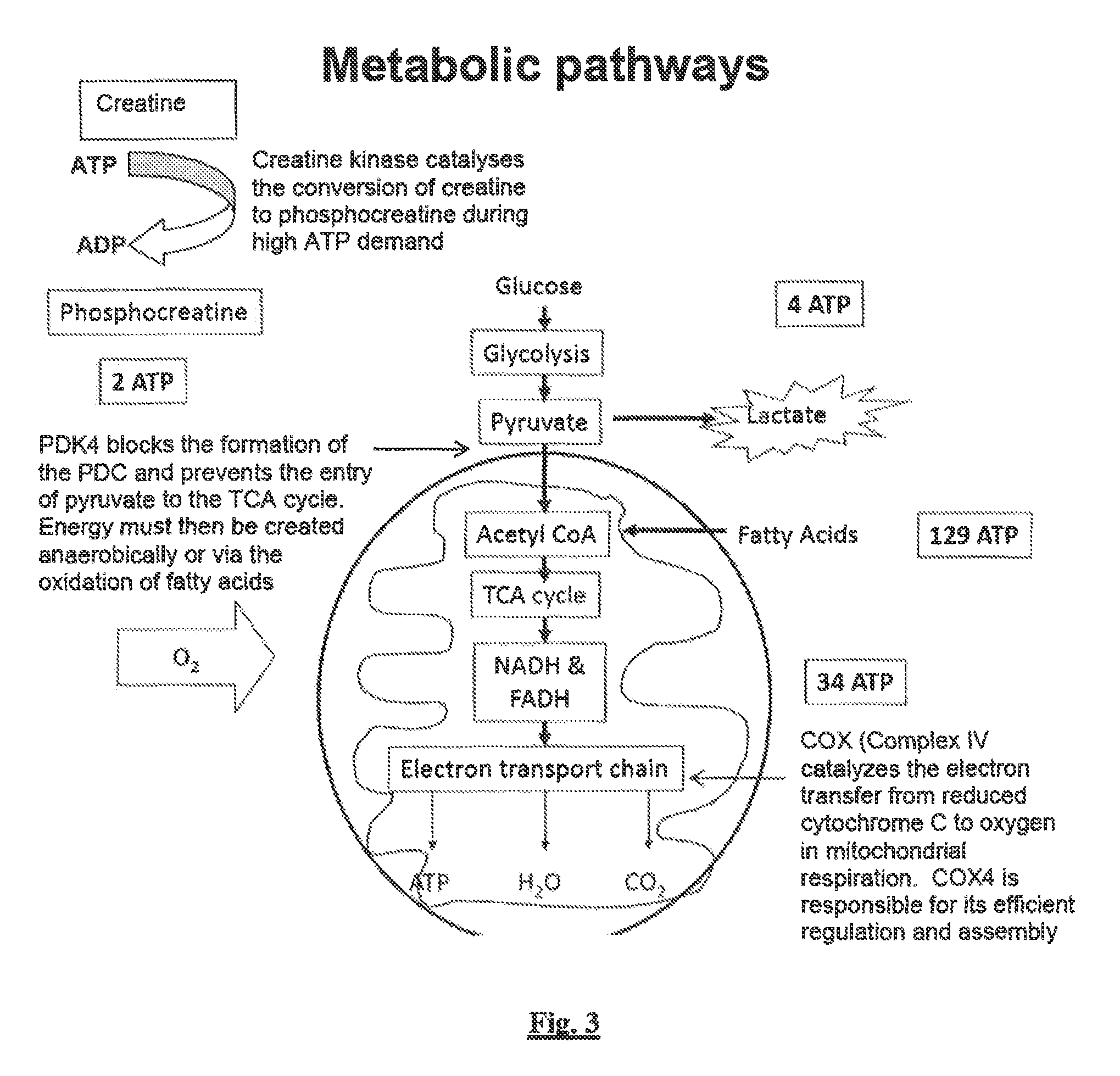 Method for predicting athletic performance potential