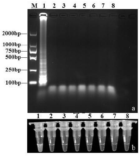 Primer combination for detecting succulent plant stem fusarium moniliforme based on LAMP (Loop-mediated Isothermal Amplification) and application thereof