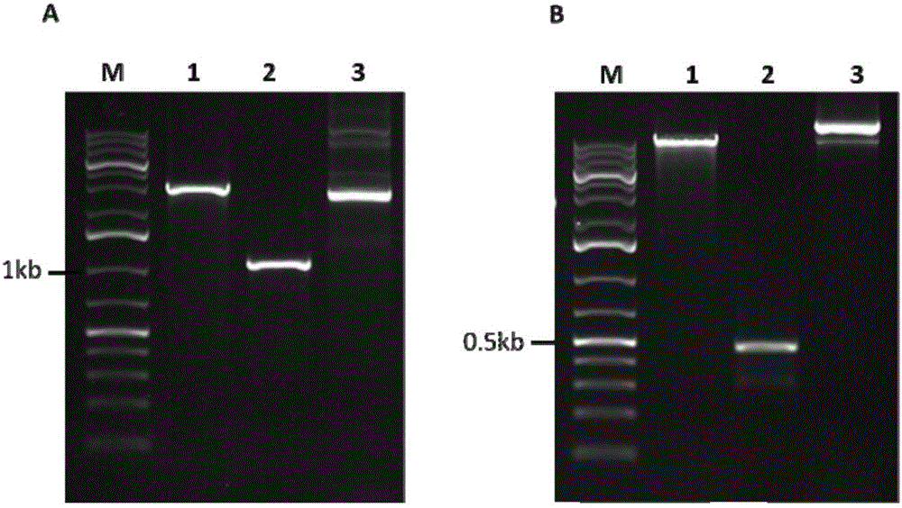 Site-specific insertional inactivation method and application mediated by agrobacterium tumefaciens and CRISPR/Cas9