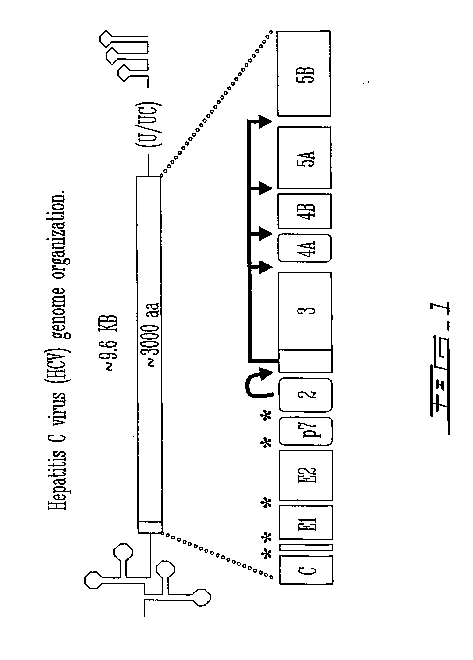 Method for inducing hepatitis c virus (hcv) replication in vitro, cells and cell lines enabling robust hcv replication and kit therefor
