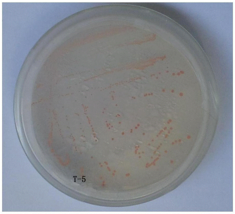 A Triethylamine Degrading Bacteria and Its Application