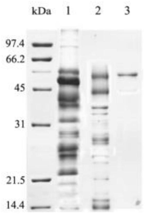 Fermentative preparation and separation and purification method of heat-resistant and acid-resistant glucose oxidase