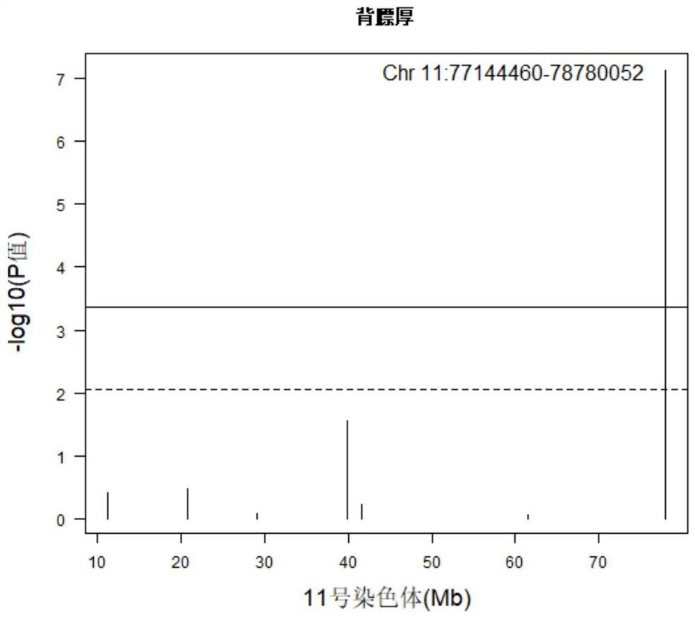 A Molecular Marker of Copy Number Variation on Pig Chromosome 11 Affecting Pig Backfat Thickness and Its Application