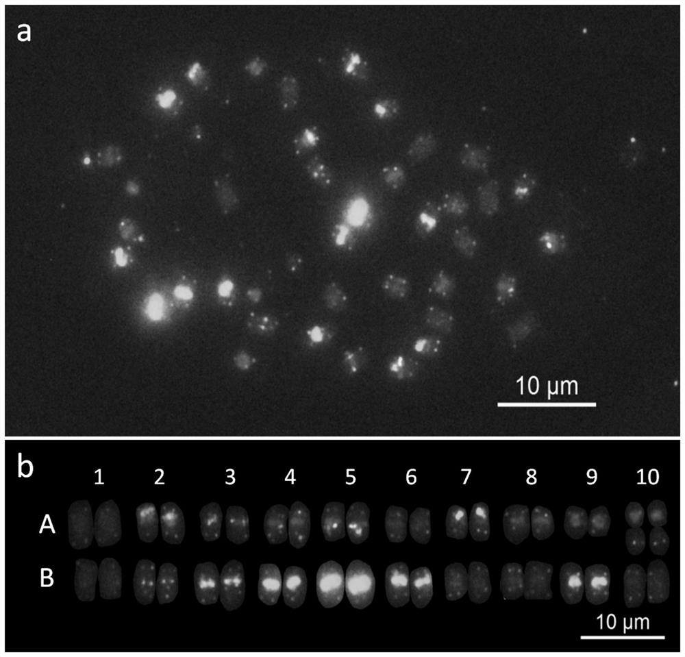 A peanut chromosome probe staining kit and its application method