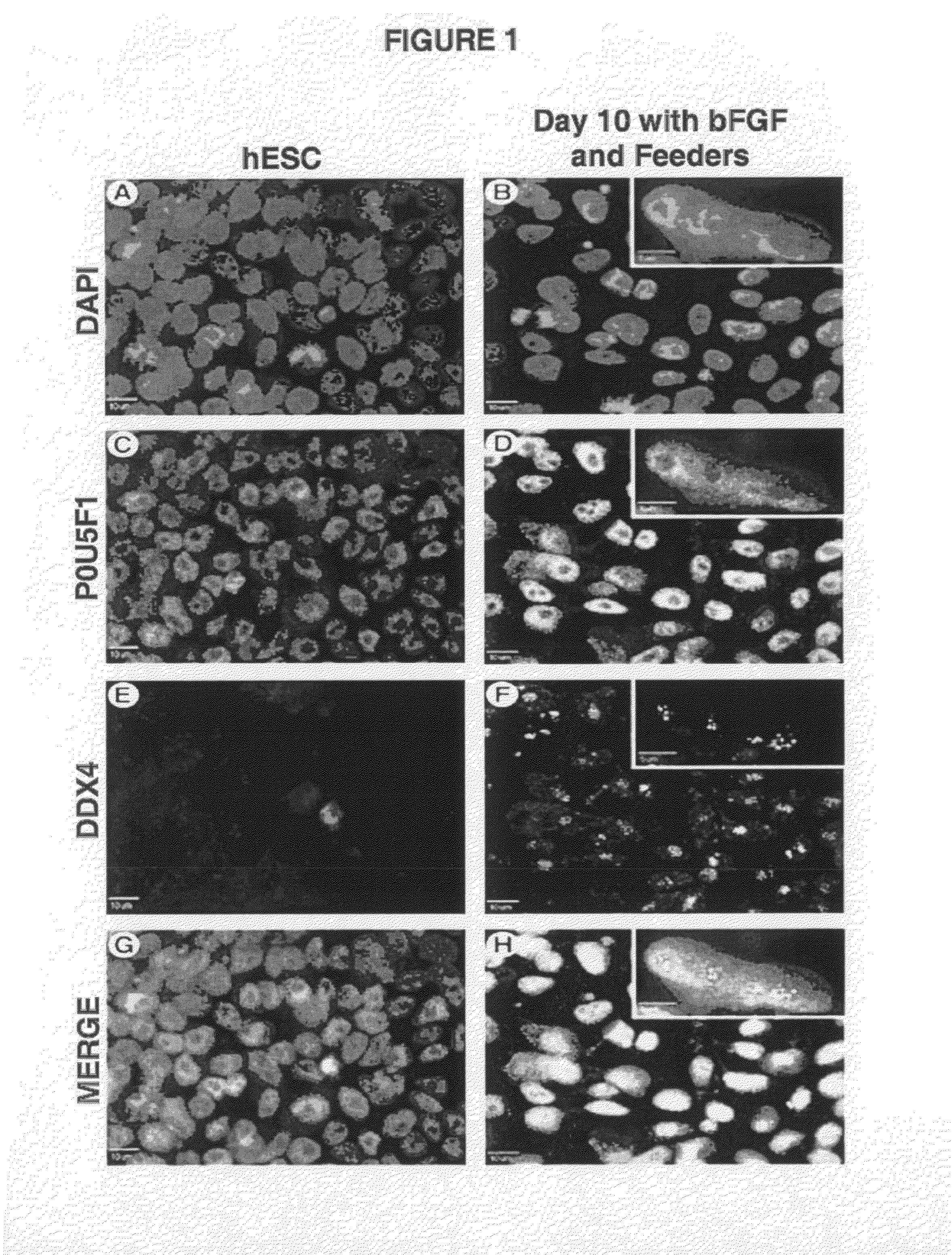 Methods of producing germ-like cells and related therapies