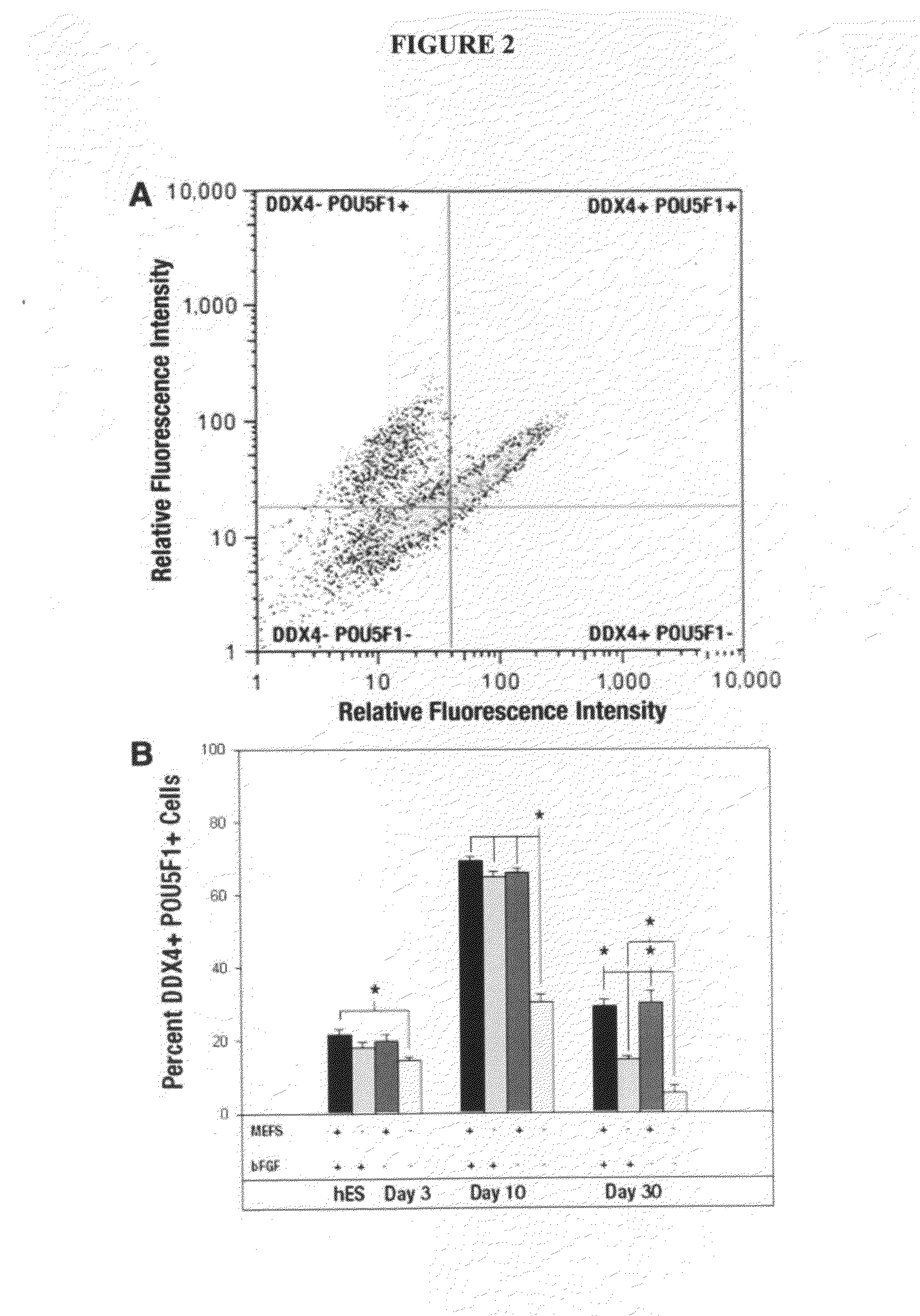 Methods of producing germ-like cells and related therapies