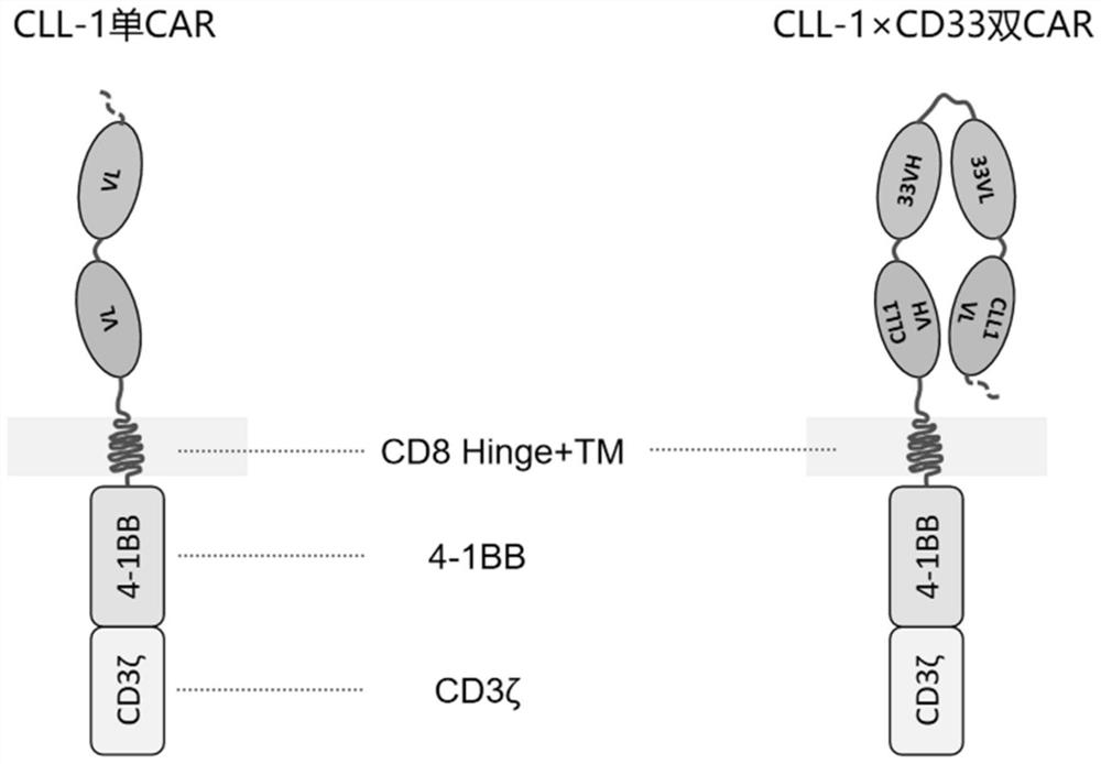 CLL1 and CD33 double-target chimeric antigen receptor and application thereof