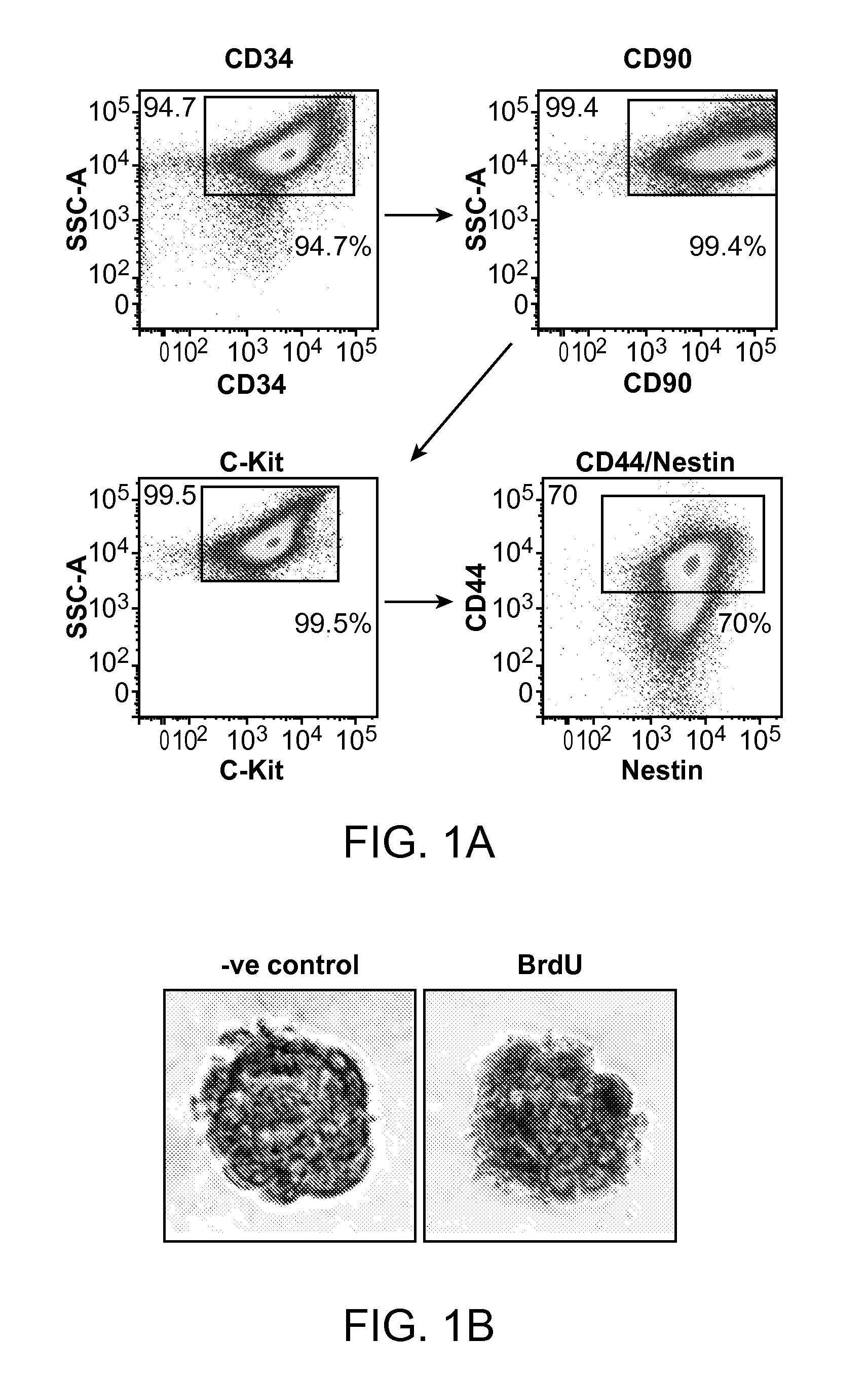 Compositions and Methods for Increasing Proliferation of Adult Salivary Stem Cells