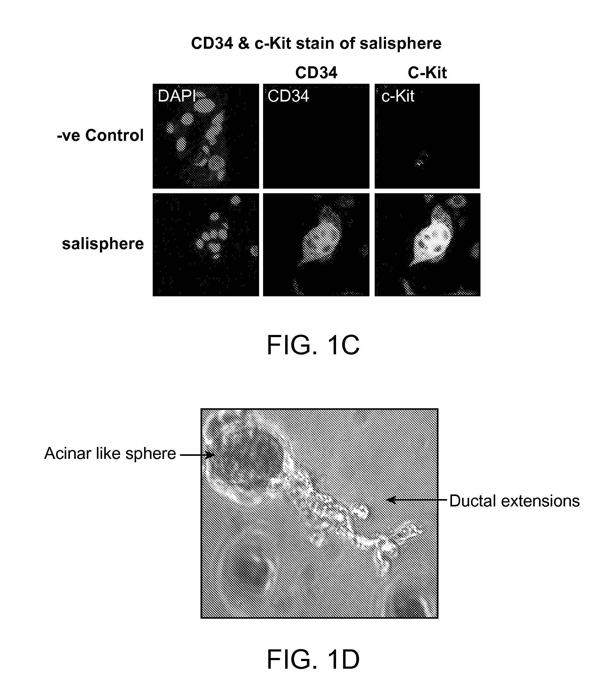 Compositions and Methods for Increasing Proliferation of Adult Salivary Stem Cells