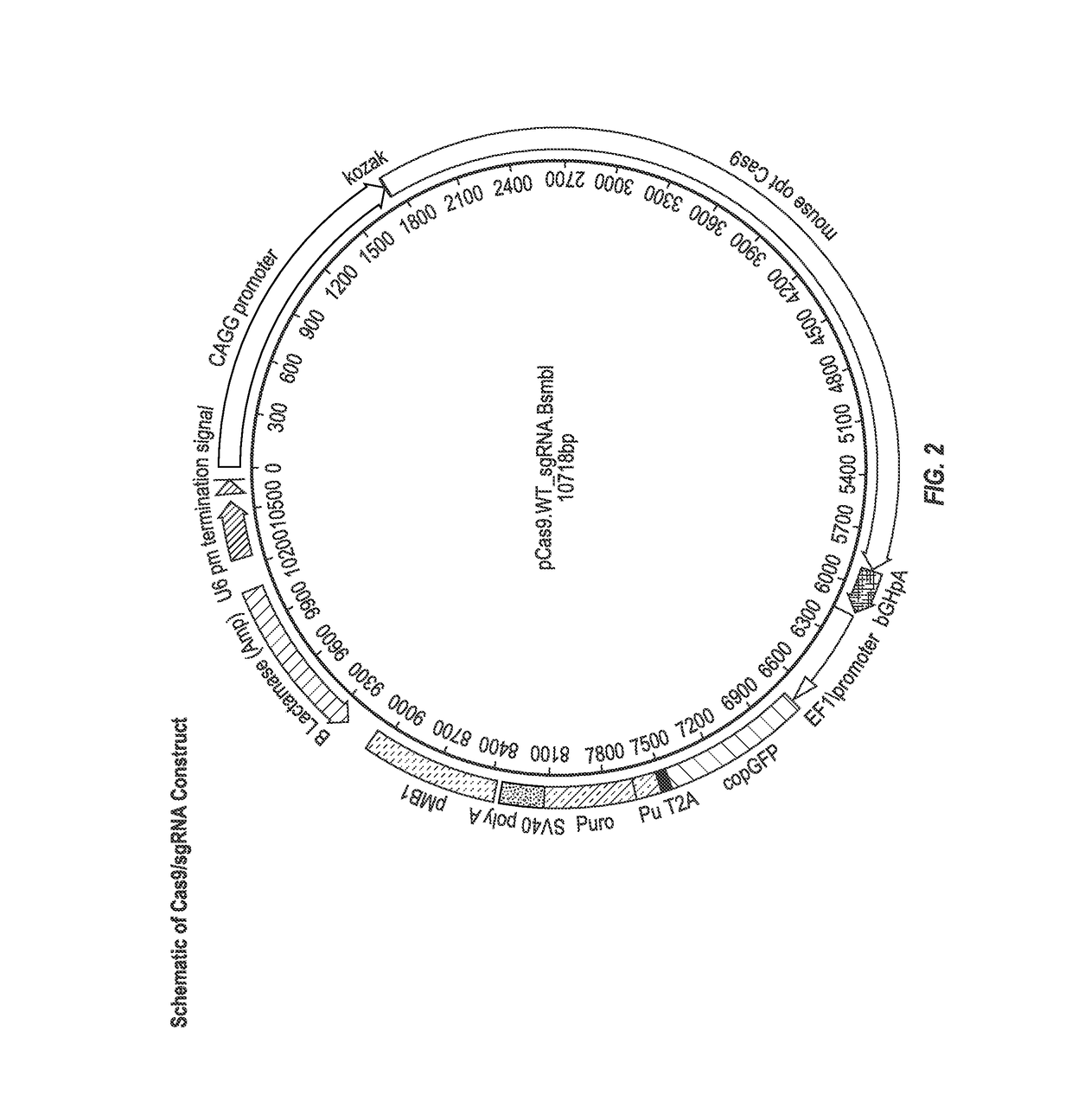 Stem cells for modeling type 2 diabetes