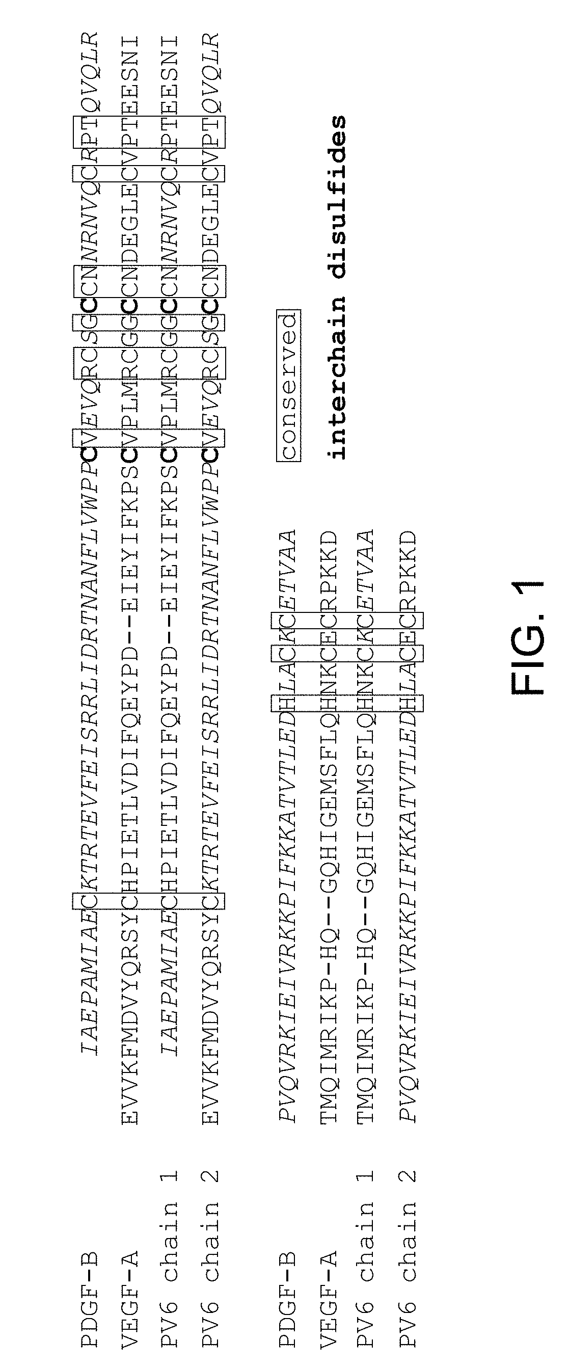 Hybrid chimera polypeptides as dual inhibitors of vascular endothelial growth factor receptor and platelet-derived growth factor receptor