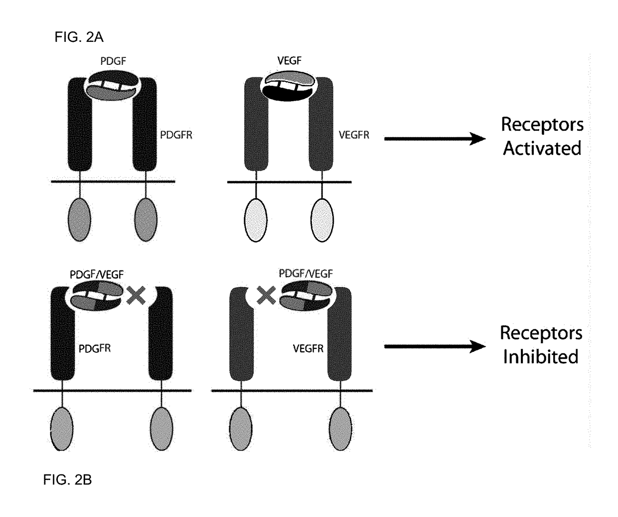 Hybrid chimera polypeptides as dual inhibitors of vascular endothelial growth factor receptor and platelet-derived growth factor receptor