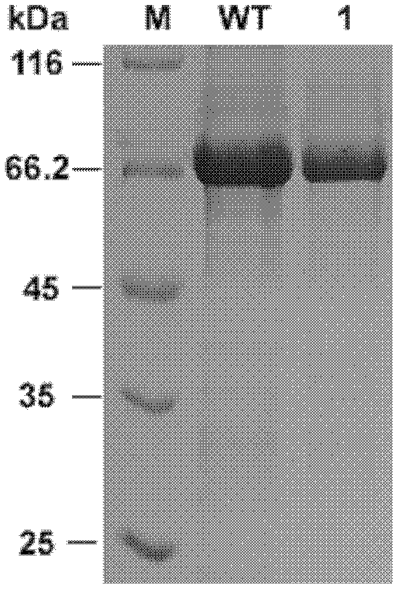 Beta-glucosidase Mut1b as well as expressed gene and application thereof