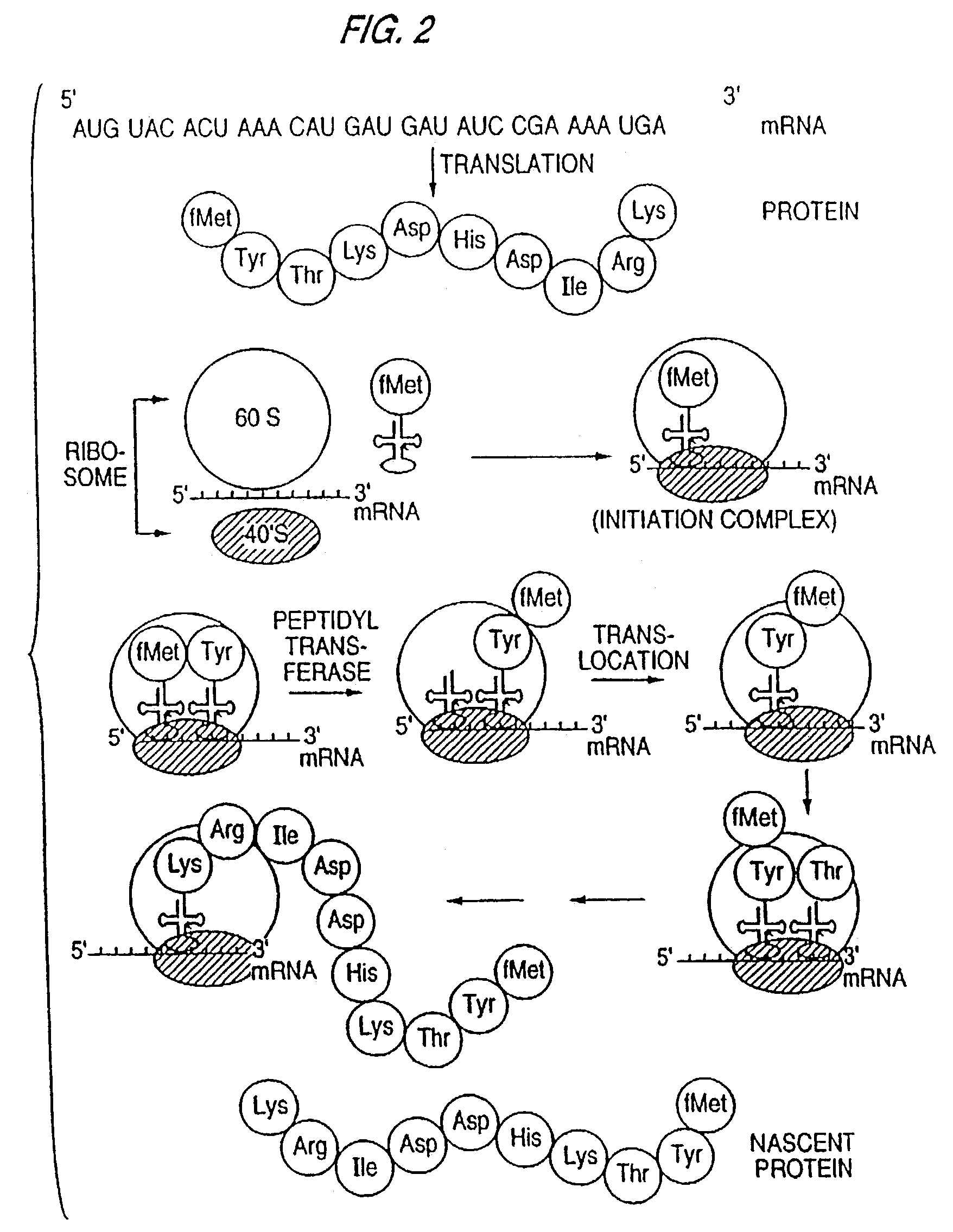 Methods for the detection, analysis and isolation of nascent proteins