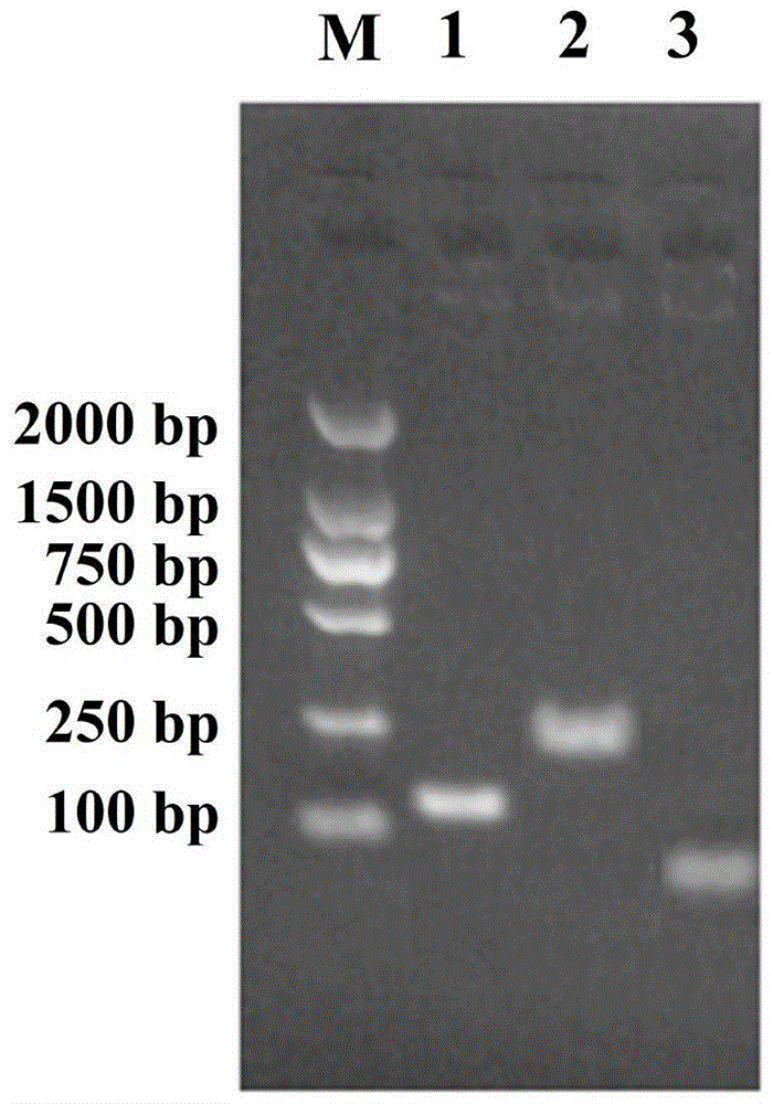 Polypeptide fragment capable of activating saccharomycete and plant cell gene expression and verification method of polypeptide fragment